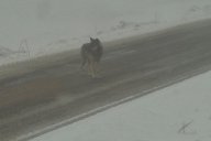 Okolím Kúsek a Dolních Radslavic prošel vlk