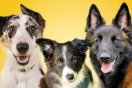 Den otevřených dveří kynologického cvičiště